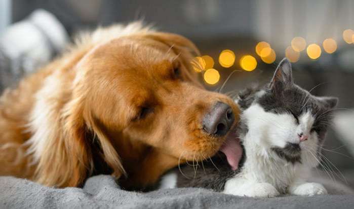 Pets and Valentine's Day dangers 