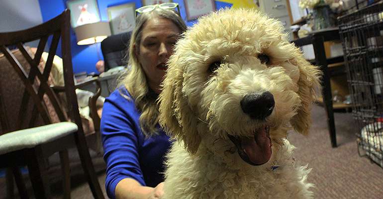 Fonzie, the rescue dog, is training to be a therapy dog for&nbsp;Options Domestic and Sexual Violence Services.&nbsp;
