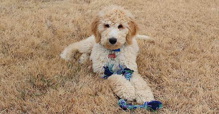 Fonzie out in his play yard with a tug rope.