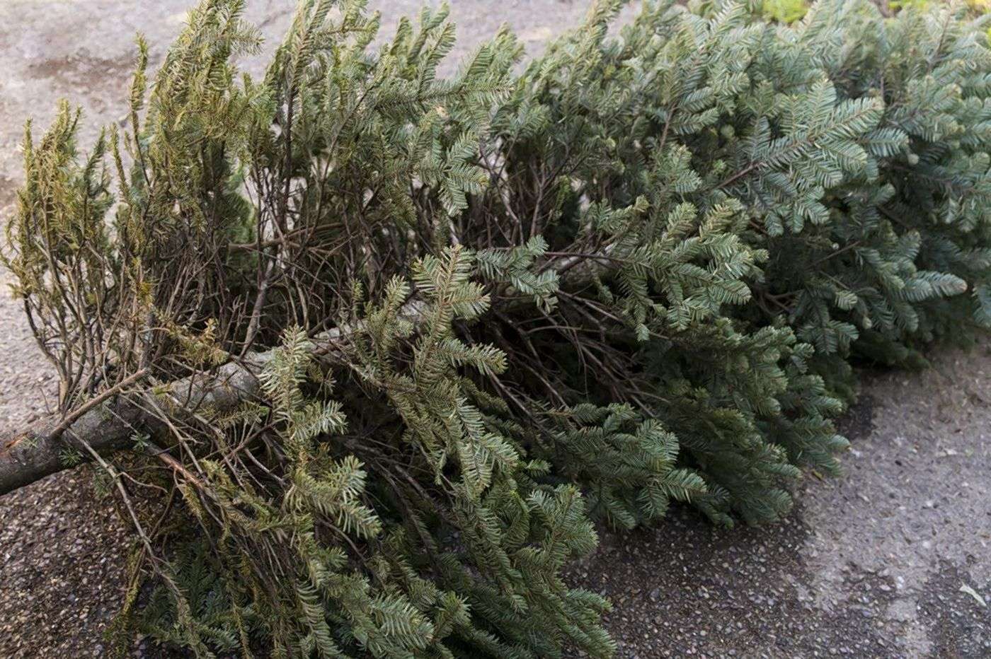 <b>The City of Salina is accepting Christmas trees at four locations.</b> File photo