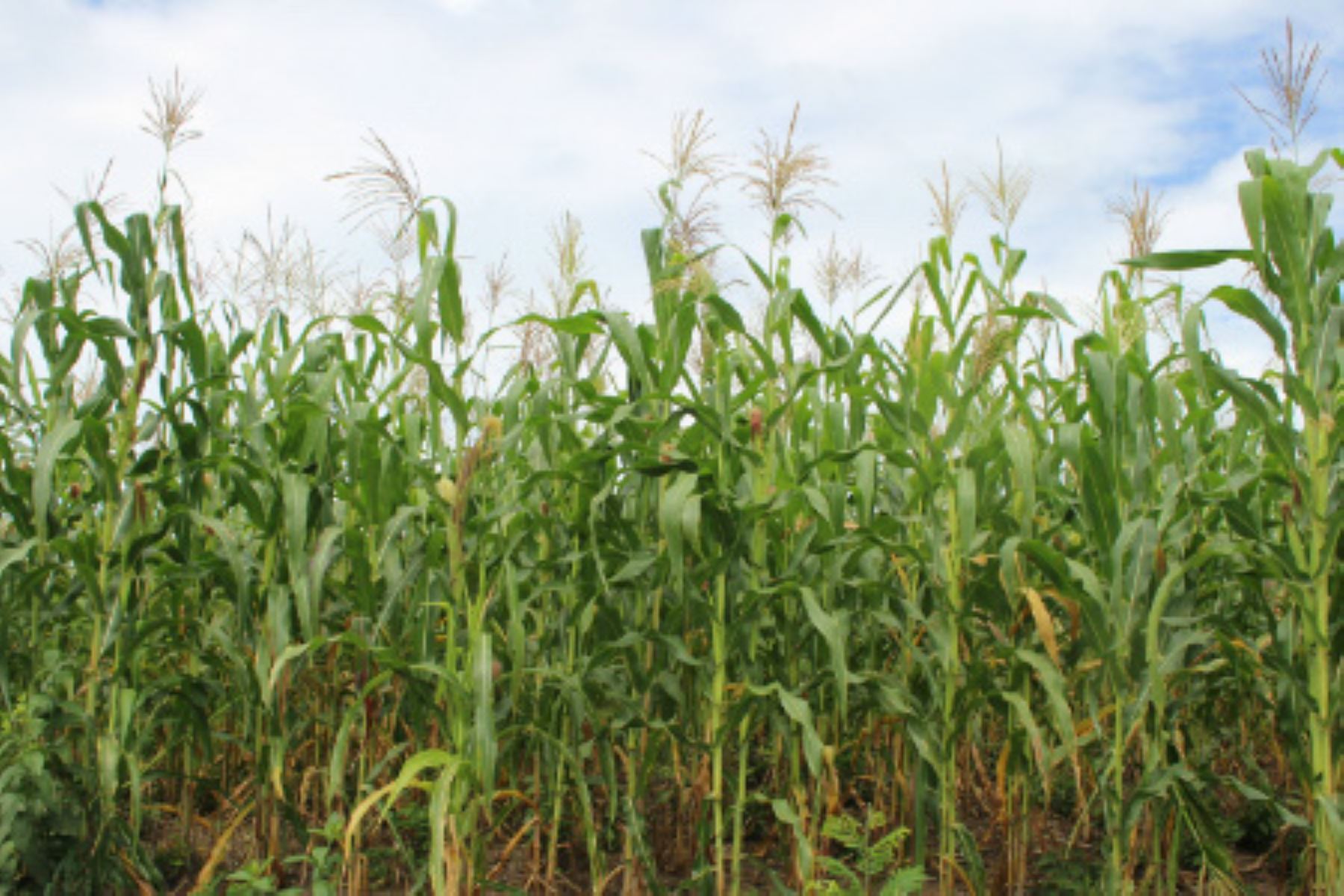 Farm futures survey shows farmers planting more corn in 2021