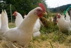 Large bird flu outbreak reported at Knox County farm