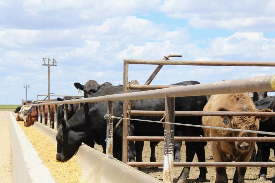 Cattle placements fall below expectations  