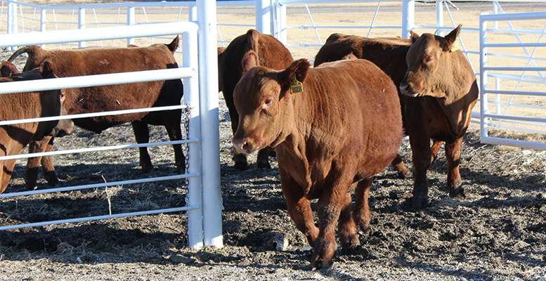 Yearling bulls at the&nbsp;Schumacher Trust Ranch.