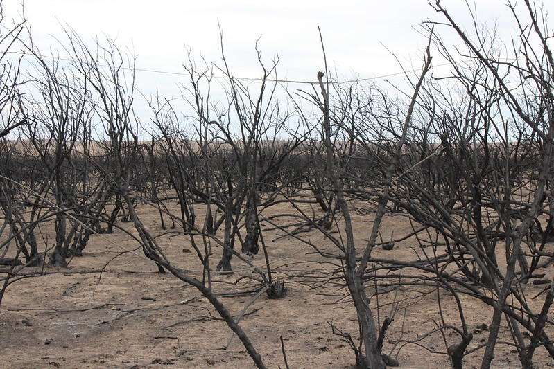  Damage left by the Starbuck fire that burned in south central Kansas in 2017. Elly Sneath / Kansas State University Research and Extension