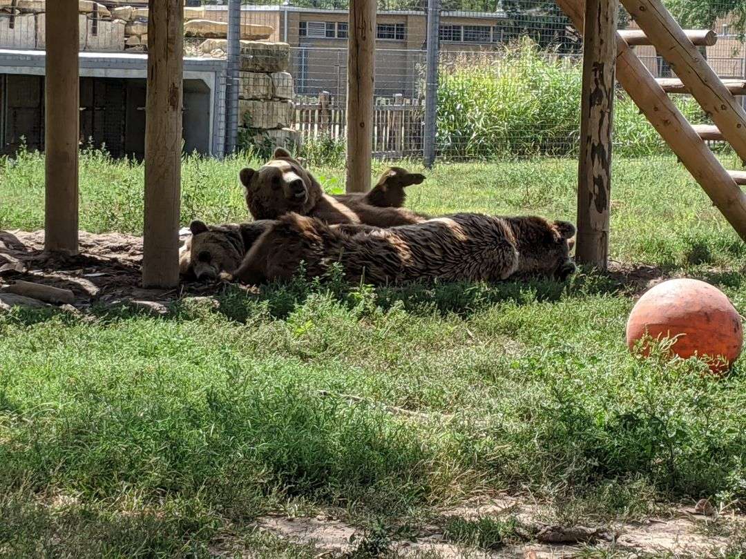 Bringing the Great Bend zoo to you