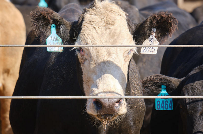  Cattle in a pen at Great Bend feedyard. Brian Grimmett / Kansas News Service
