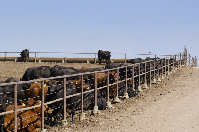  Cattle wait for the arrival of the feed truck at Great Bend Feedyard. Credit Brian Grimmett / Kansas News Service