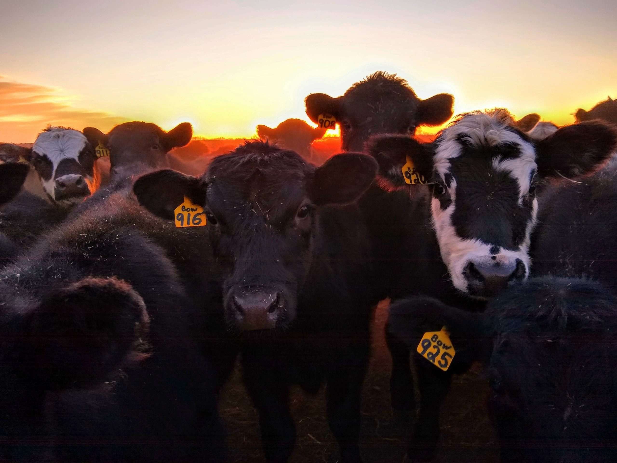 Russell resident Marisa Betts won the 2020 RTK photo contest Livestock category. 