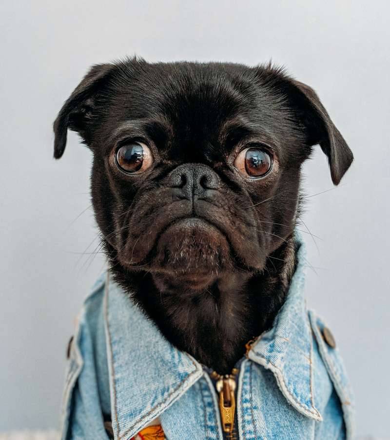 <b>Costumes may stress pets.</b> Photo by <a href="https://unsplash.com/@charlesdeluvio?utm_source=unsplash&amp;utm_medium=referral&amp;utm_content=creditCopyText">Charles Deluvio</a> on <a href="https://unsplash.com">Unsplash</a>