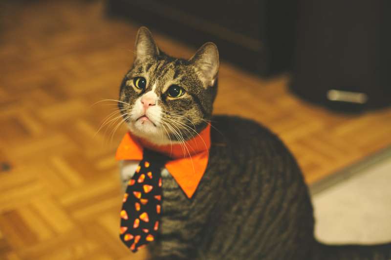 <b>Keep your furry friends safe at Halloween. </b>
Photo by <a href="https://unsplash.com/@paralitik?utm_source=unsplash&utm_medium=referral&utm_content=creditCopyText">Brandon Griggs</a> on <a href="https://unsplash.com/s/photos/halloween-animals?utm_source=unsplash&utm_medium=referral&utm_content=creditCopyText">Unsplash</a>