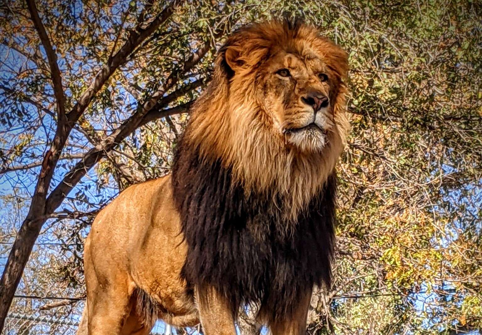 Bringing the Great Bend zoo to you