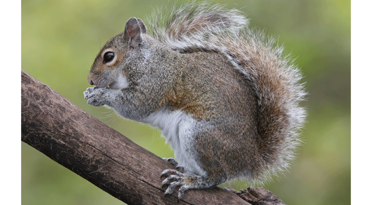 Photo:&nbsp;<a href="https://commons.wikimedia.org/wiki/User:Tomfriedel">BirdPhotos.com</a>&nbsp;(Wikimedia Creative Commons)