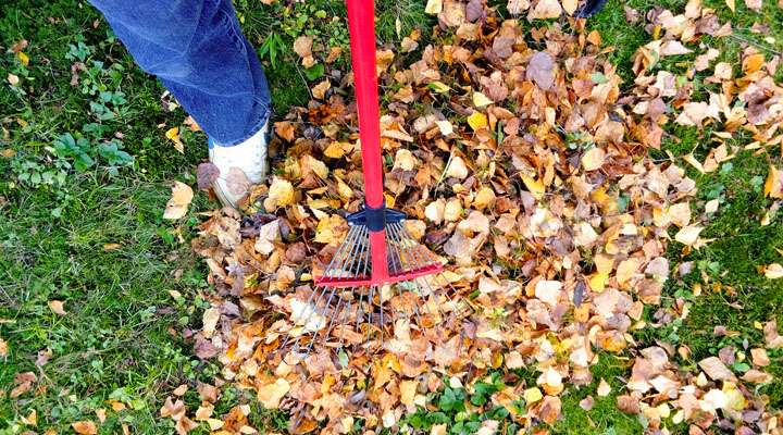 <b>Get rid of large layers of leaves by raking or mowing</b>.
Photo by <a href="https://pixabay.com/users/greenstock-5970024/?utm_source=link-attribution&utm_medium=referral&utm_campaign=image&utm_content=2756006">Joseph Ken</a> from <a href="https://pixabay.com/?utm_source=link-attribution&utm_medium=referral&utm_campaign=image&utm_content=2756006">Pixabay</a>