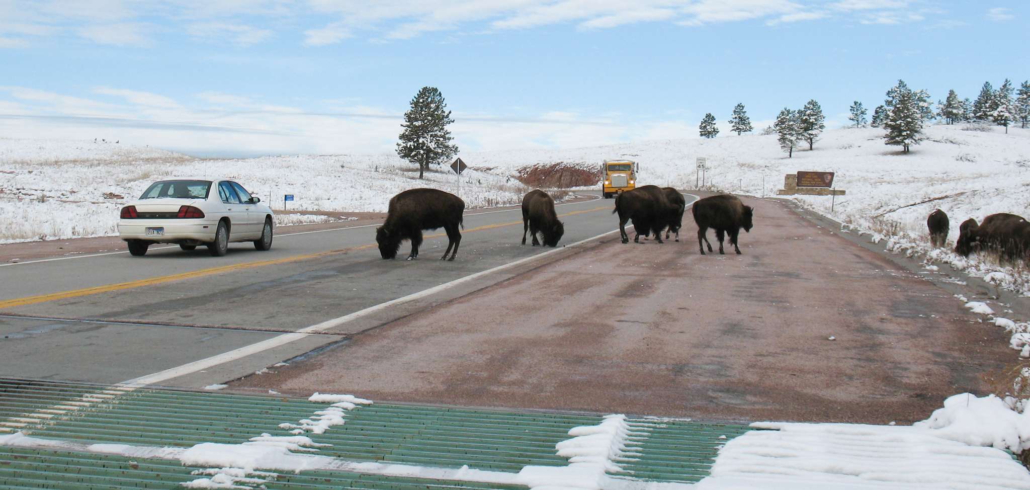 Drivers need to be extra cautious during the winter driving through Wind Cave National Park due to wildlife on the roads.  (NPS Photo) 
