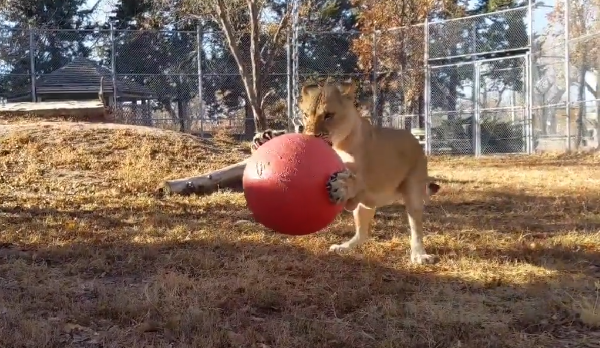 Bringing the Great Bend zoo to you