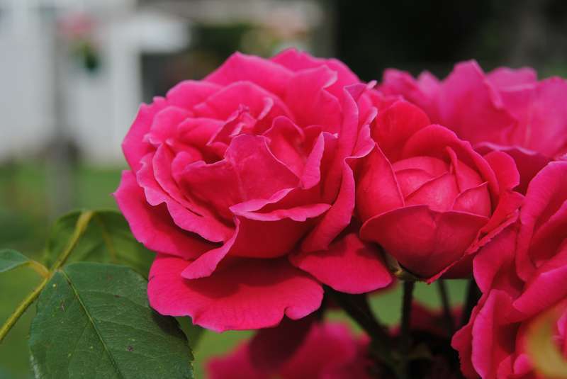 <b>Protect roses in winter months.</b>&nbsp;

Photo by&nbsp;<a href="https://pixabay.com/users/hybridemitum-54762/?utm_source=link-attribution&amp;utm_medium=referral&amp;utm_campaign=image&amp;utm_content=184696">Hybride Mitum</a>&nbsp;from&nbsp;<a href="https://pixabay.com/?utm_source=link-attribution&amp;utm_medium=referral&amp;utm_campaign=image&amp;utm_content=184696">Pixabay</a>