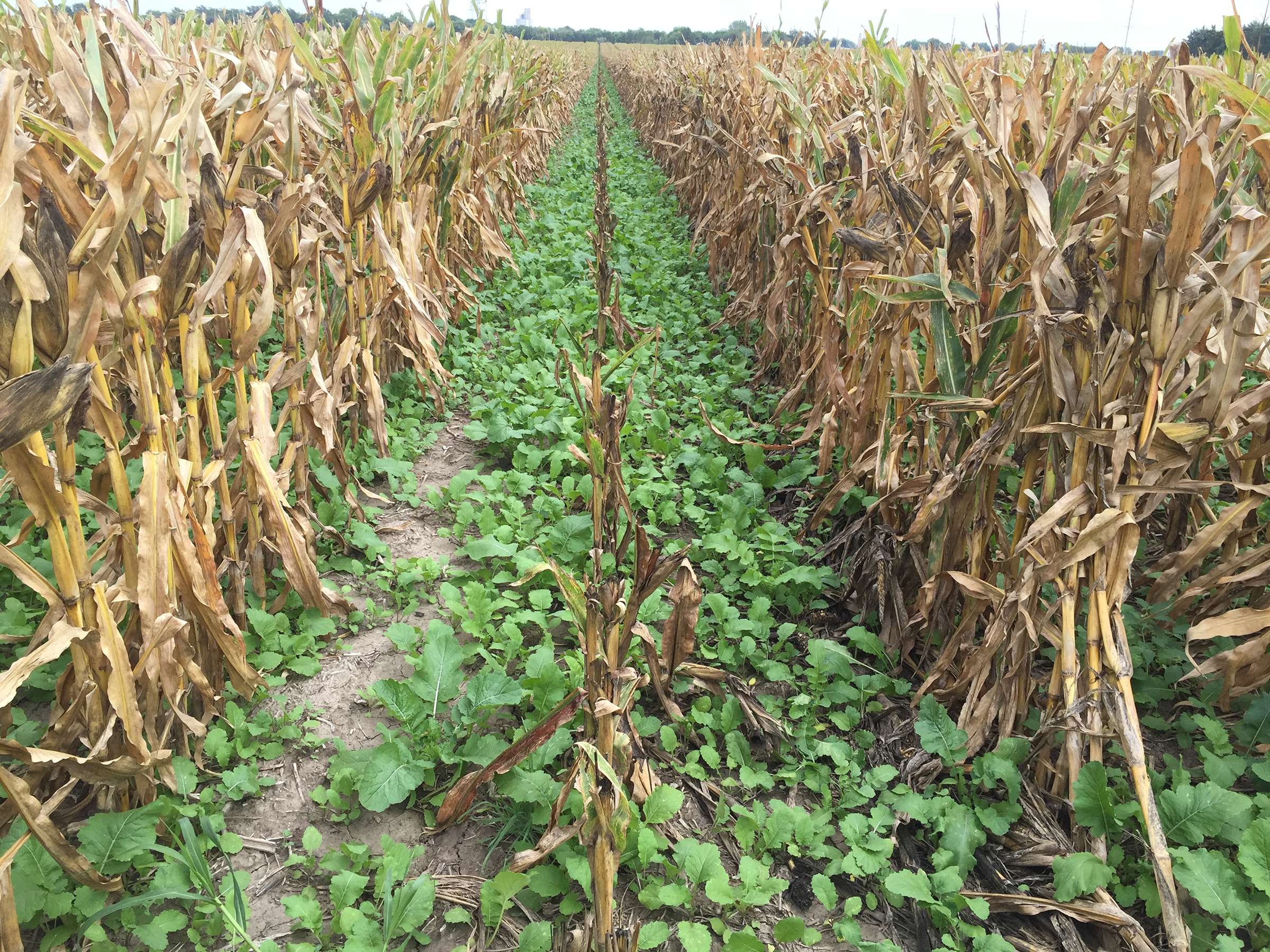 Cover crop in corn (Photo courtesy University of Nebraska-Lincoln)