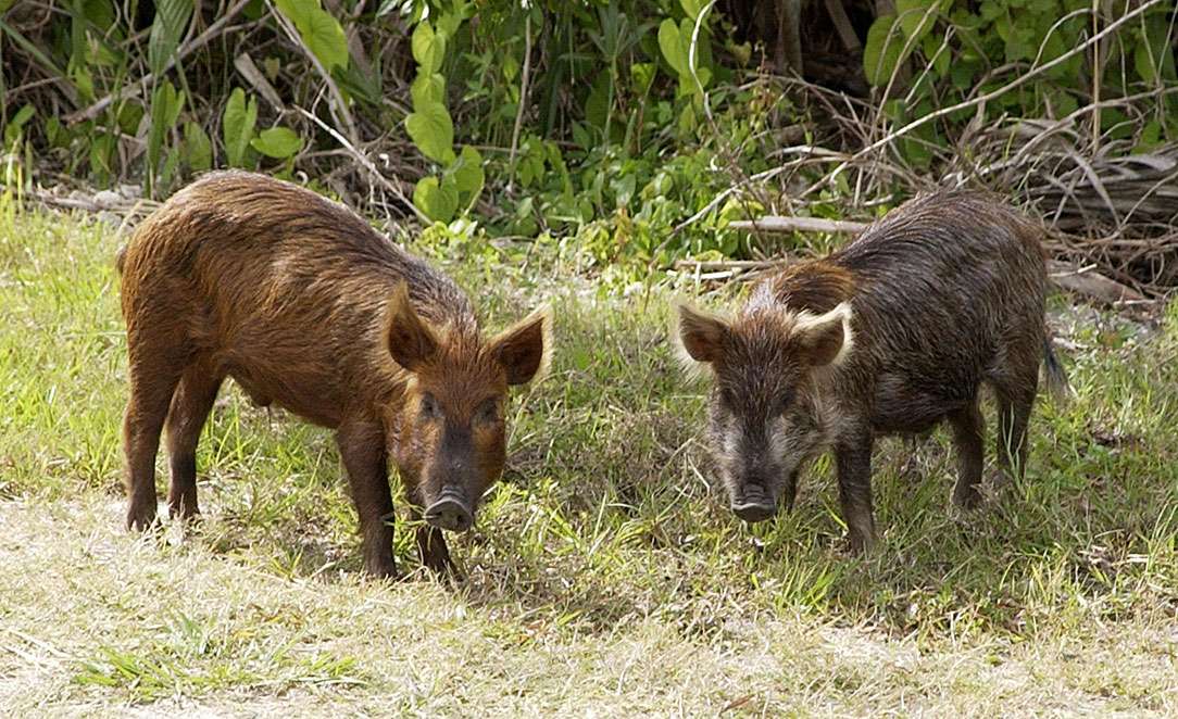 Feral hogs