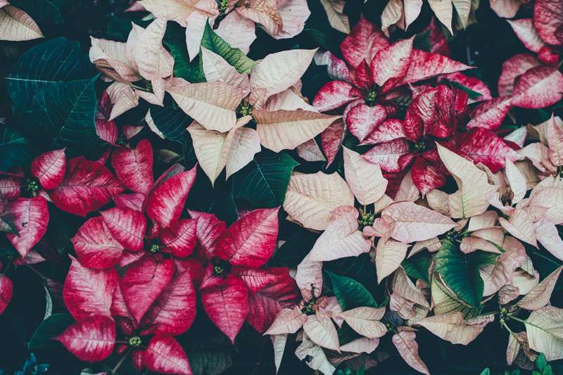 &nbsp; Photo by&nbsp;<a href="https://unsplash.com/@anniespratt?utm_source=unsplash&amp;utm_medium=referral&amp;utm_content=creditCopyText">Annie Spratt</a>&nbsp;on&nbsp;<a href="https://unsplash.com/s/photos/poinsettia?utm_source=unsplash&amp;utm_medium=referral&amp;utm_content=creditCopyText">Unsplash</a>