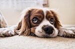Veterinarians: Local relationship needed if you want emergency care for pets