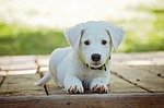 Nebraska program seeks to help pair veterans with pets