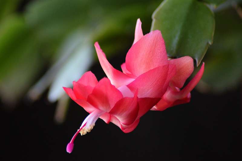 Christmas cactus image by&nbsp;<a href="https://pixabay.com/users/nylesmc-11490535/?utm_source=link-attribution&amp;utm_medium=referral&amp;utm_campaign=image&amp;utm_content=4602465">Nyles McNierney</a>&nbsp;from&nbsp;<a href="https://pixabay.com/?utm_source=link-attribution&amp;utm_medium=referral&amp;utm_campaign=image&amp;utm_content=4602465">Pixabay</a>
