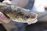 Fish salvage extended for Valentine NWR’s Hackberry Lake