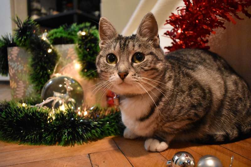 <b>The Food and Drug Administration encourages people to keep pets safe at Christmas. </b>Photo&nbsp;

by&nbsp;<a href="https://pixabay.com/users/fotografbee-10660845/?utm_source=link-attribution&amp;utm_medium=referral&amp;utm_campaign=image&amp;utm_content=5791351">Fotografbee</a>&nbsp;from&nbsp;<a href="https://pixabay.com/?utm_source=link-attribution&amp;utm_medium=referral&amp;utm_campaign=image&amp;utm_content=5791351">Pixabay</a>