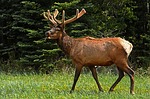 Multispecies lottery permit applications accepted beginning Jan. 2