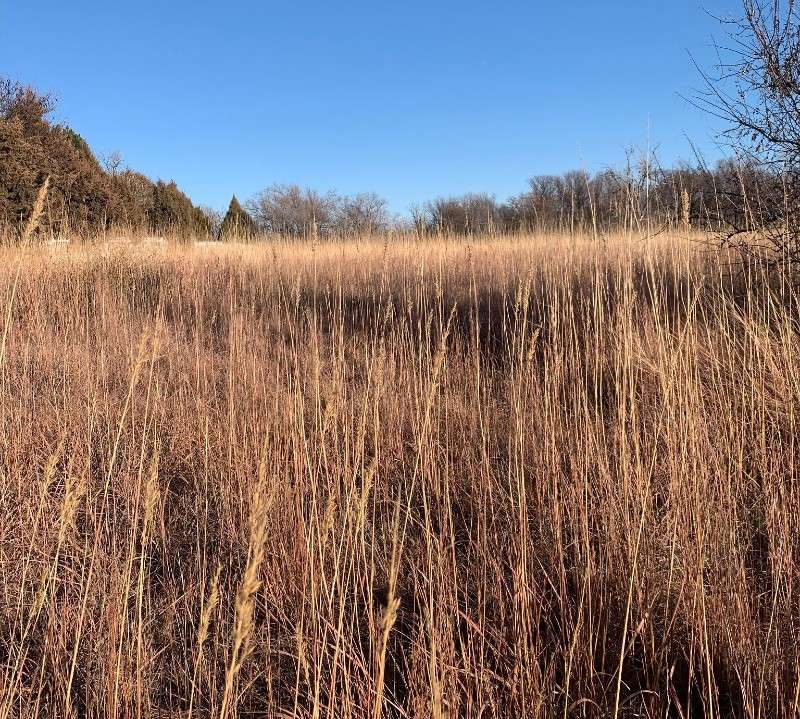 <b>Standing fuels, including grass pictured here in Thomas County, are present across much of the state after above-normal precipitation in 2019. Despite recent moisture, fuels are drying quickly which has increased fire danger. </b>Photo courtesy Kansas Forest Service