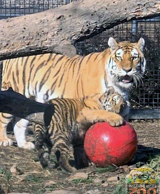 Tiger Tuesday fun from Rolling Hills Zoo