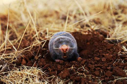 <b>A mole. </b>Photo courtesy KSRE