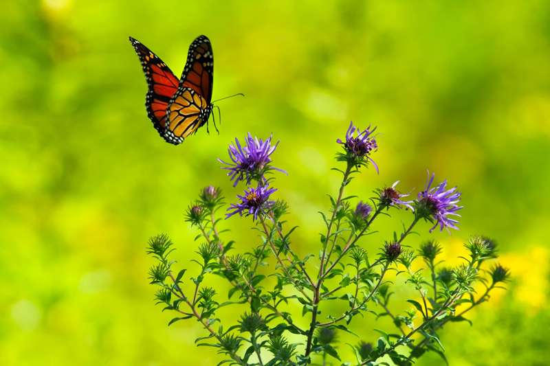 Butterfly photo courtesy&nbsp;&nbsp;<a href="https://pixabay.com/users/12019-12019/?utm_source=link-attribution&amp;utm_medium=referral&amp;utm_campaign=image&amp;utm_content=1990204">David Mark</a>&nbsp;from&nbsp;<a href="https://pixabay.com/?utm_source=link-attribution&amp;utm_medium=referral&amp;utm_campaign=image&amp;utm_content=1990204">Pixabay</a>