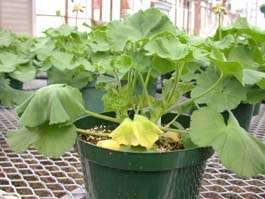 Geranium infected by RSr3b2 (Photo courtesy C. Warfield, North Carolina State University)