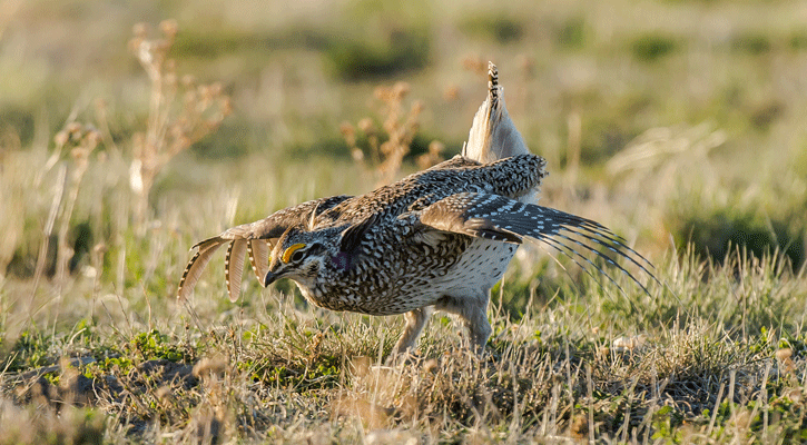 A sharp-tailed grouse dances on a lek. (Nebraskaland/Justin Haag)