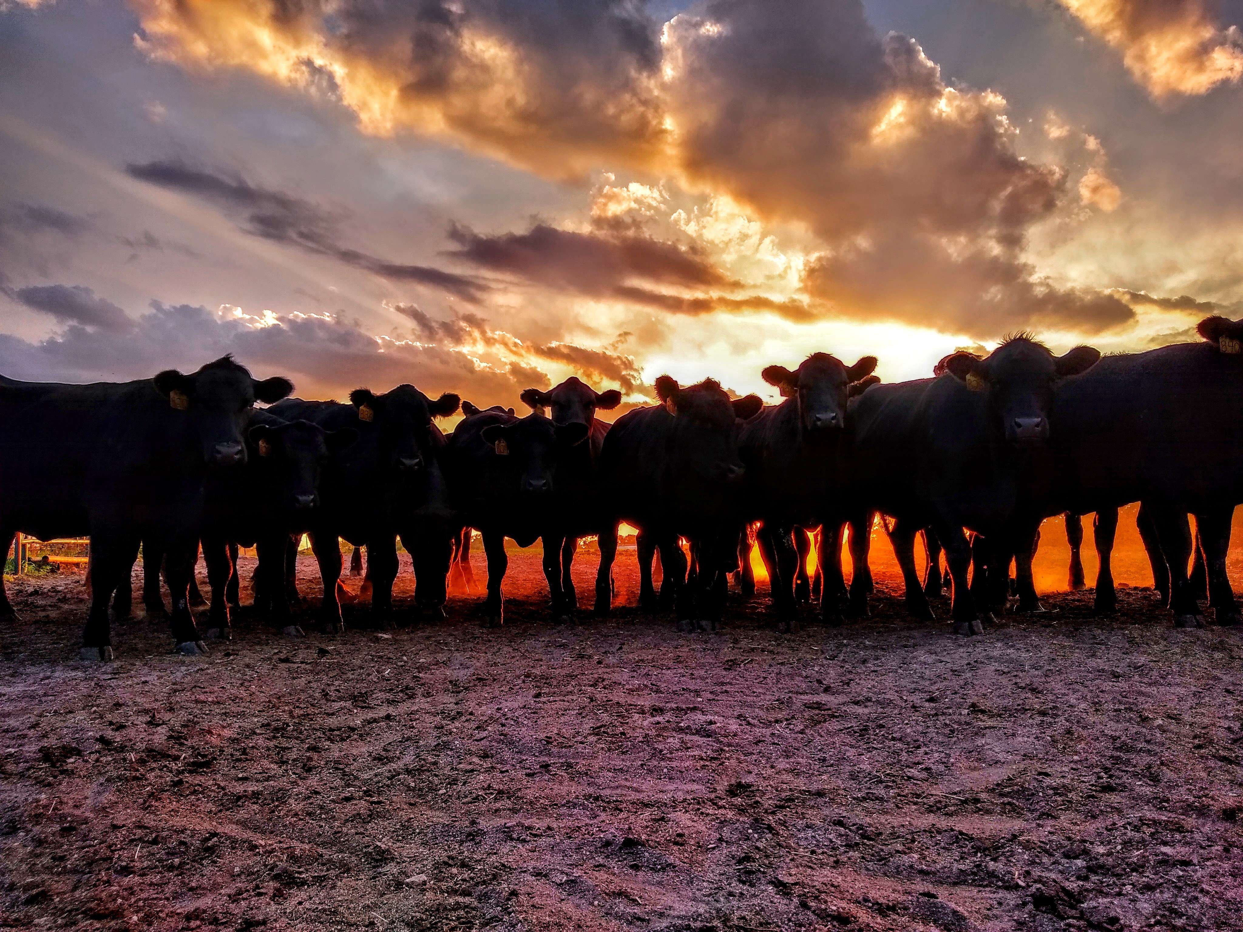 "Always Watching" in Russell County by Marisa Rose Betts, Russell, 2019 winner of Kansas Livestock Association Member category