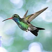 Hummingbird. Photo by Pixabay