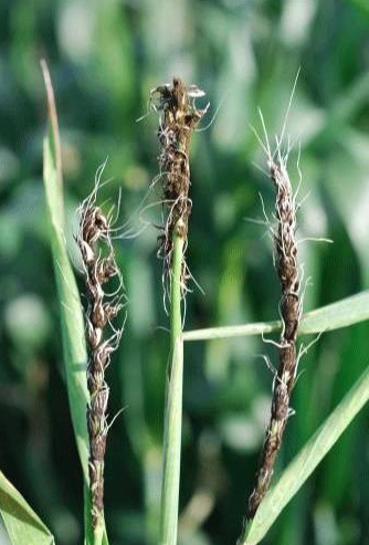 Loose smut in wheat (Erick DeWolf - K-State Research & Extension)