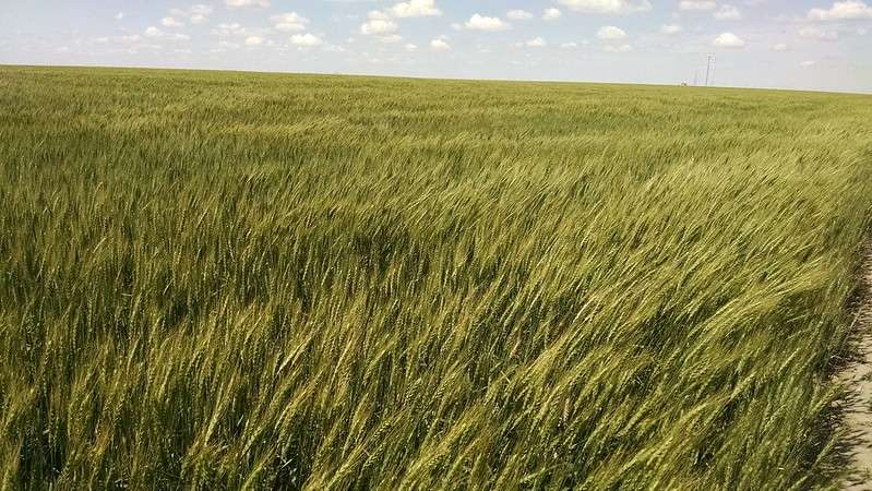 Wheat photo courtesy KSRE