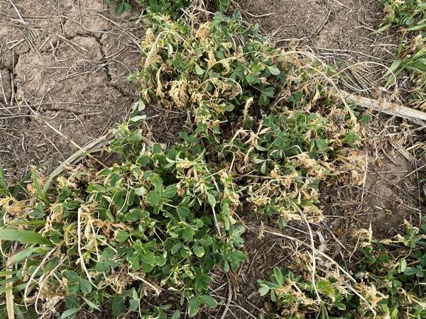 <a href="https://webapp.agron.ksu.edu/agr_social/article_new/assessing-and-managing-freeze-damaged-alfalfa-387-2">https://webapp.agron.ksu.edu/agr_social/article_new/assessing-and-managing-freeze-damaged-alfalfa-387-2</a>
