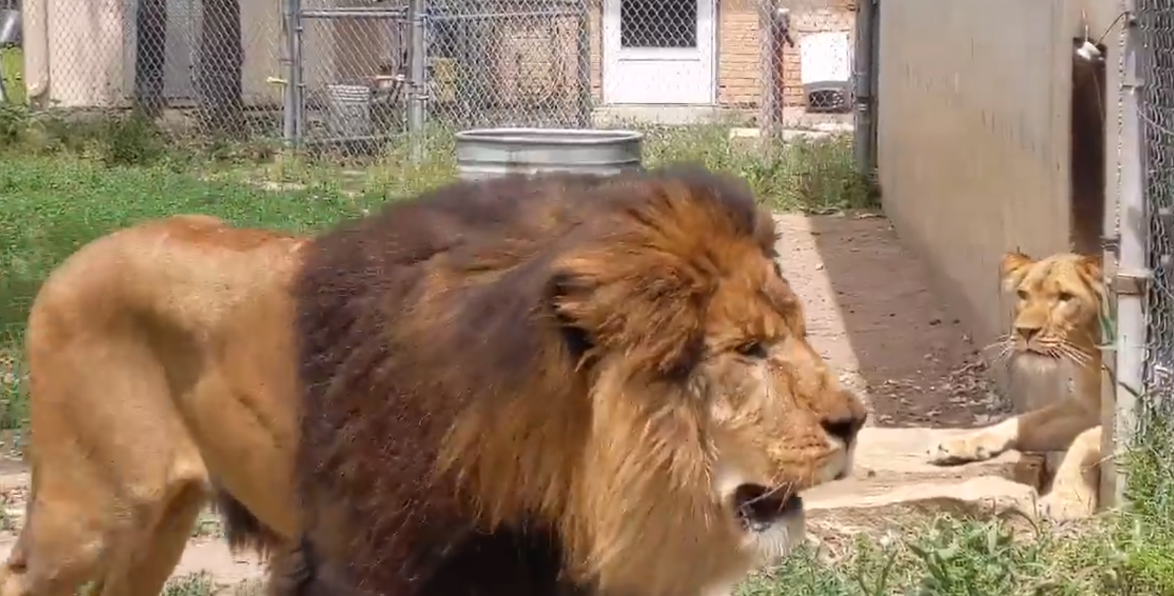 Bringing the Great Bend zoo to you