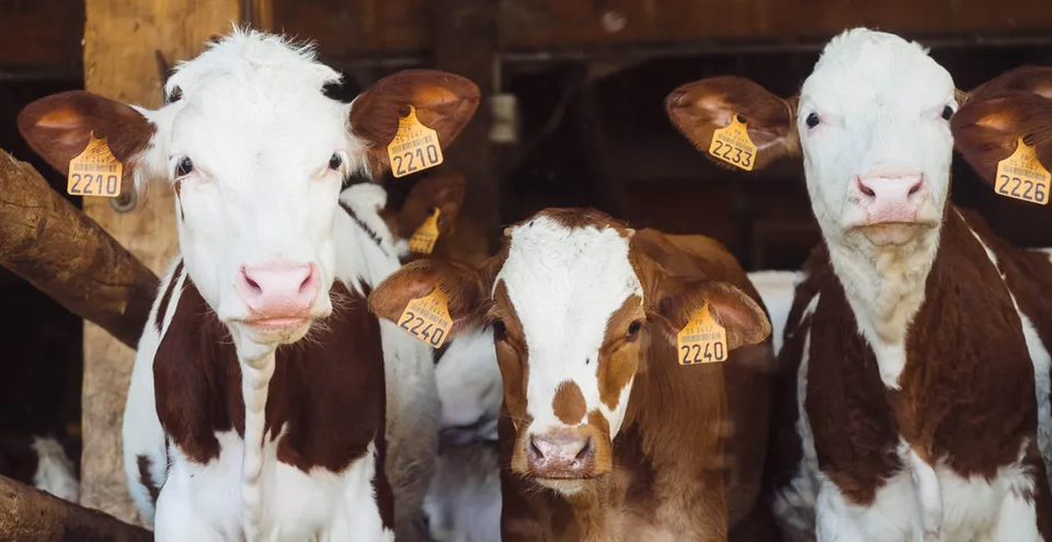 Box Butte Co. fair to be held despite coronavirus