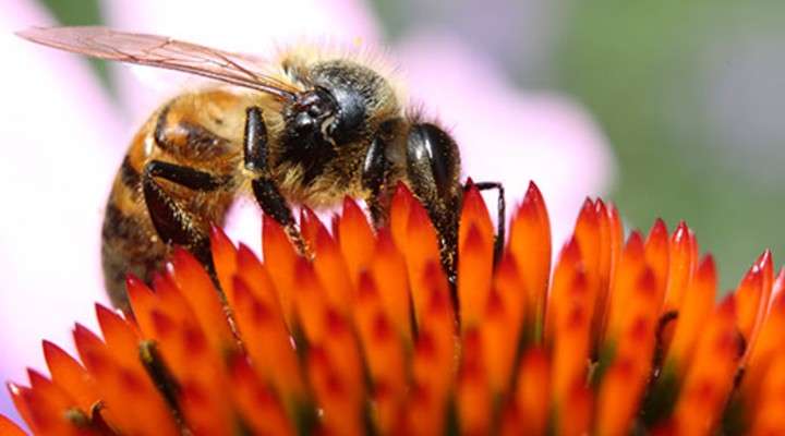 <b>A bee pollinator. </b>Photo courtesy KSRE
