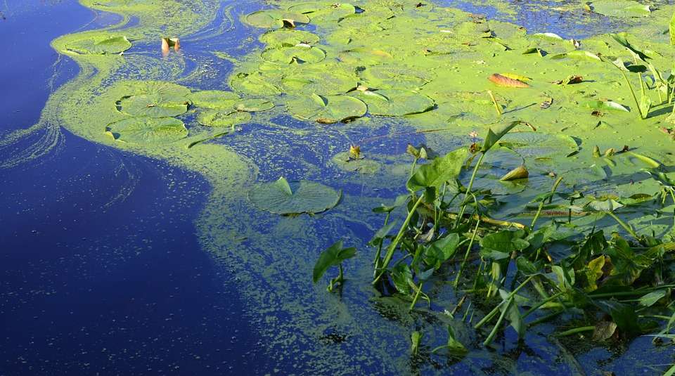 Blue-green algae