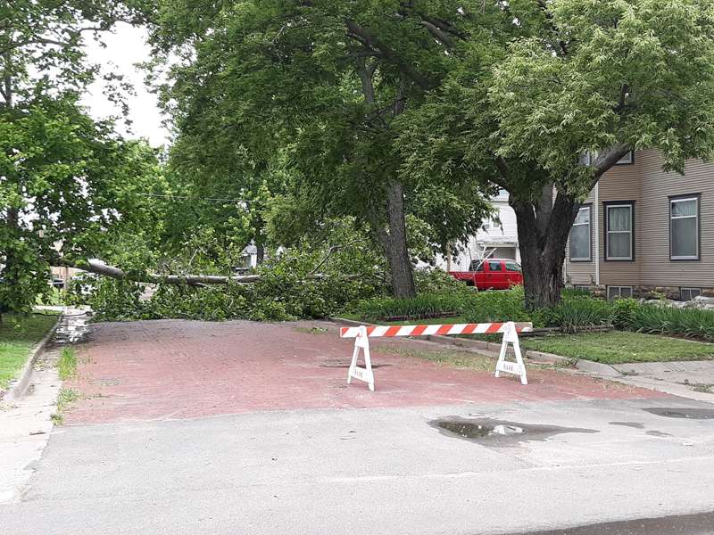<b>The high winds blew down this tree in the 200 block of North 11th Street.</b> Photo courtesy Randy Picking