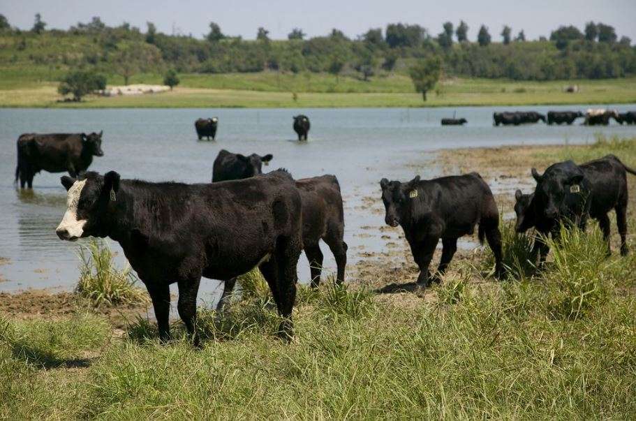 <b>Cattle cooling off in water. </b>Photo courtesy KSRE