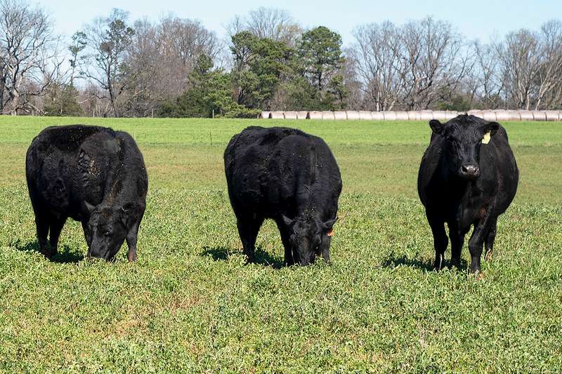 <b>Cattle grazing legumes such as alfalfa need to be managed carefully to reduce the risk of bloat. </b>Photo courtesy KSRE