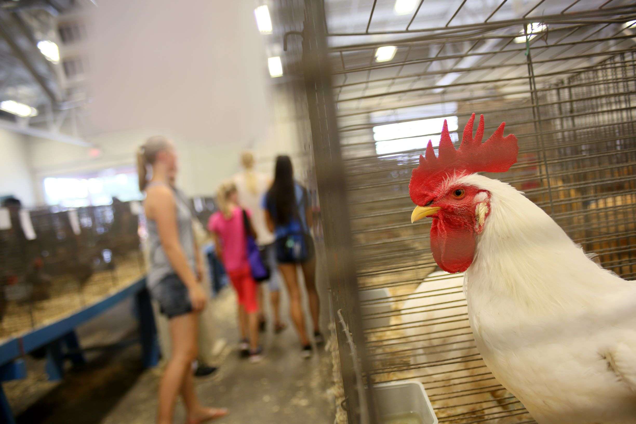 Poultry show added to September livestock events on fairgrounds