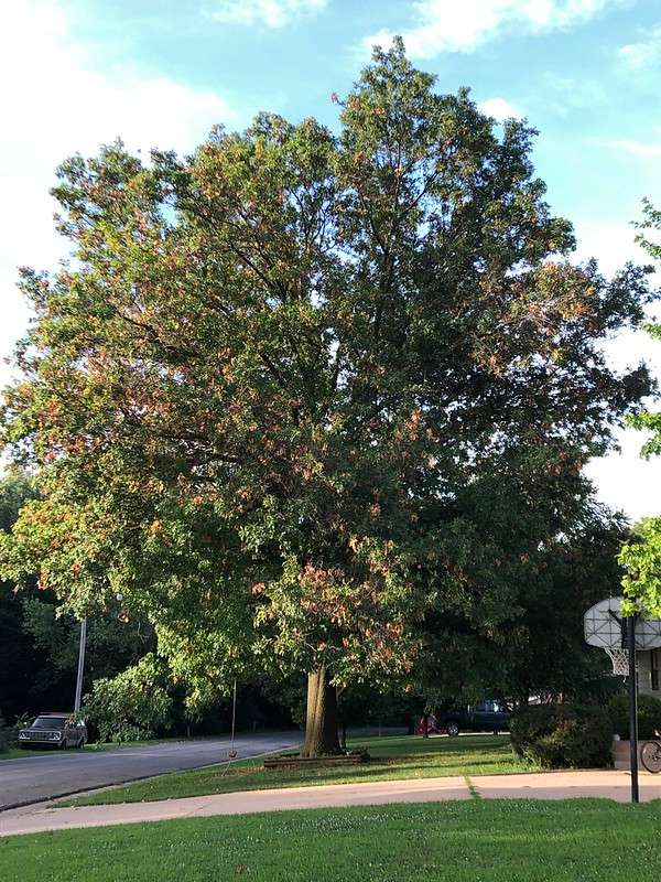 <b>This Pin Oak in McPherson County displays the effect of kermes scale through tip dieback.</b> Photo courtesy Kansas Forest Service